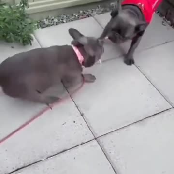 This Dog’s Dance Moves Will Blow Your Mind! 😂🐶 | Viral Dog Dancing Compilation #short