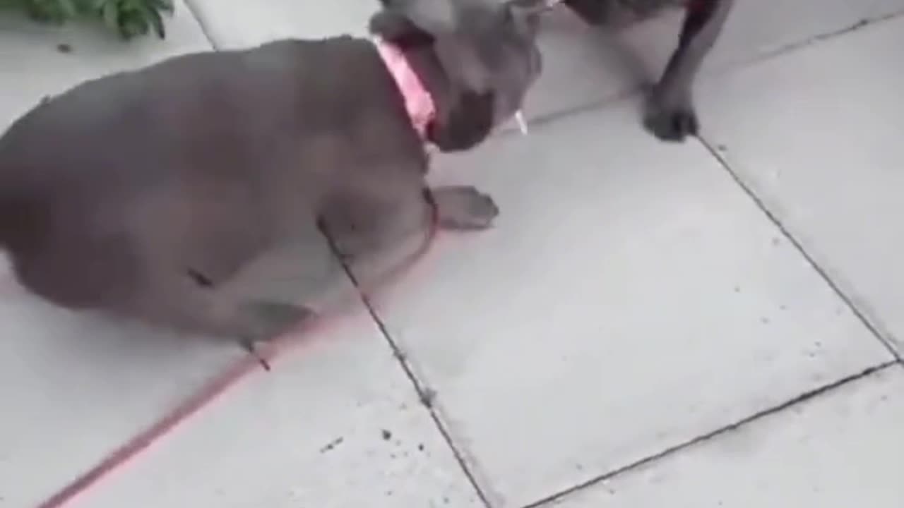 This Dog’s Dance Moves Will Blow Your Mind! 😂🐶 | Viral Dog Dancing Compilation #short