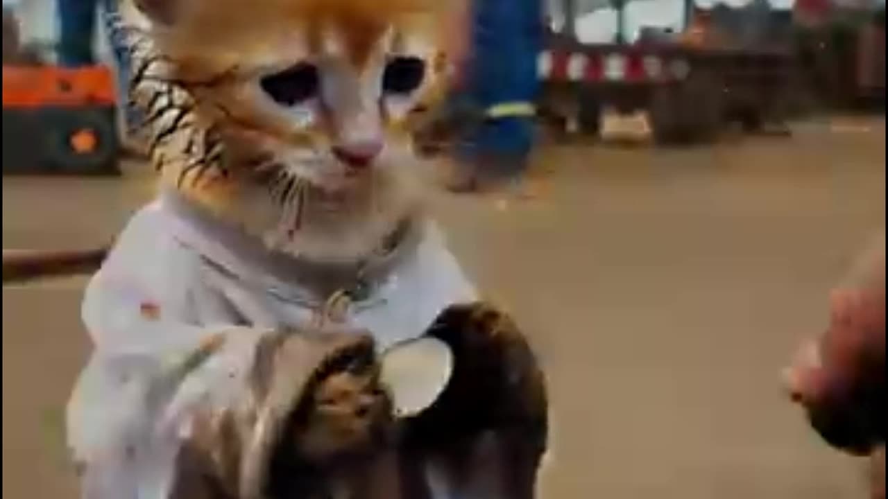 Poor kitten ridiculed by friends for eating dirty lollipop #JDVB