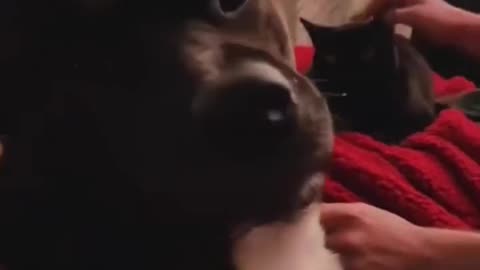 Jealous Pups