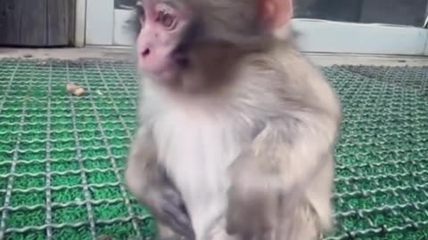 FUNNY MONKEY 😀😀😀