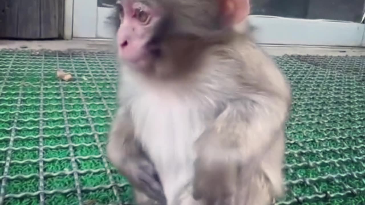 FUNNY MONKEY 😀😀😀