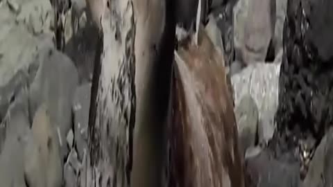 Funny Animal Videos