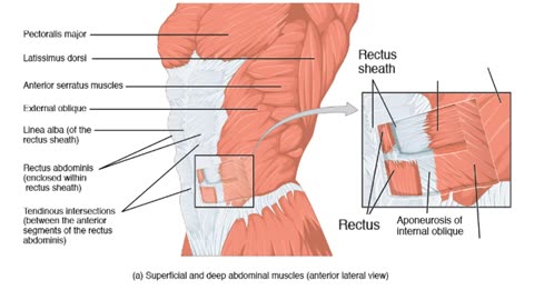 Practice identifying muscles of the Chest and Trunk