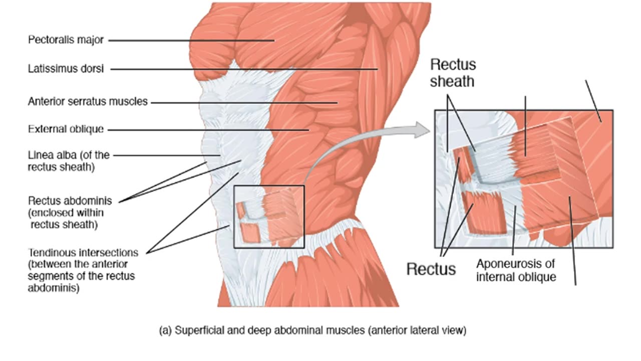 Practice identifying muscles of the Chest and Trunk