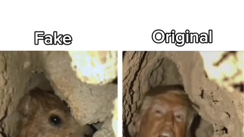 Hyrax and trump screaming