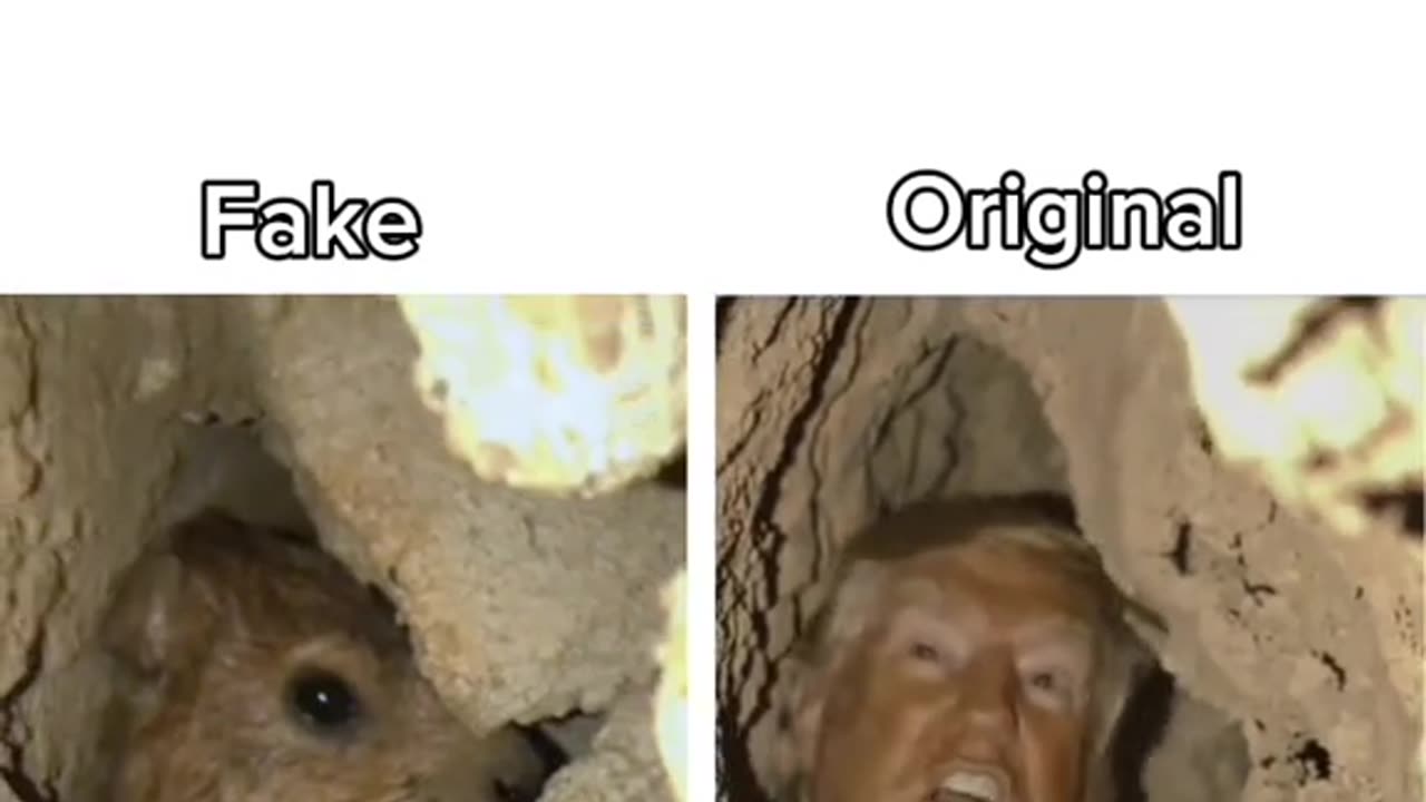 Hyrax and trump screaming