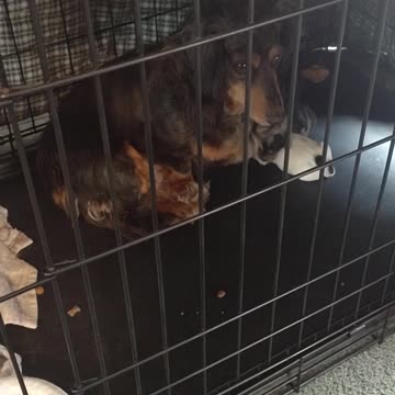 I Added Chicken Jockey's to my Indie Game!? #gaming #indiedeveloper #retro #pixelart #mrstretch