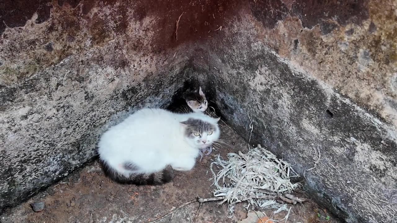 meow voice answered with warmth from porch light