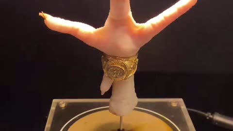 If you are watching this video, know that God has made you the guardian angel of a hungry cat💝