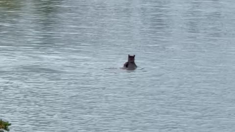 Bear and Cub Swimming in Glacier National Park