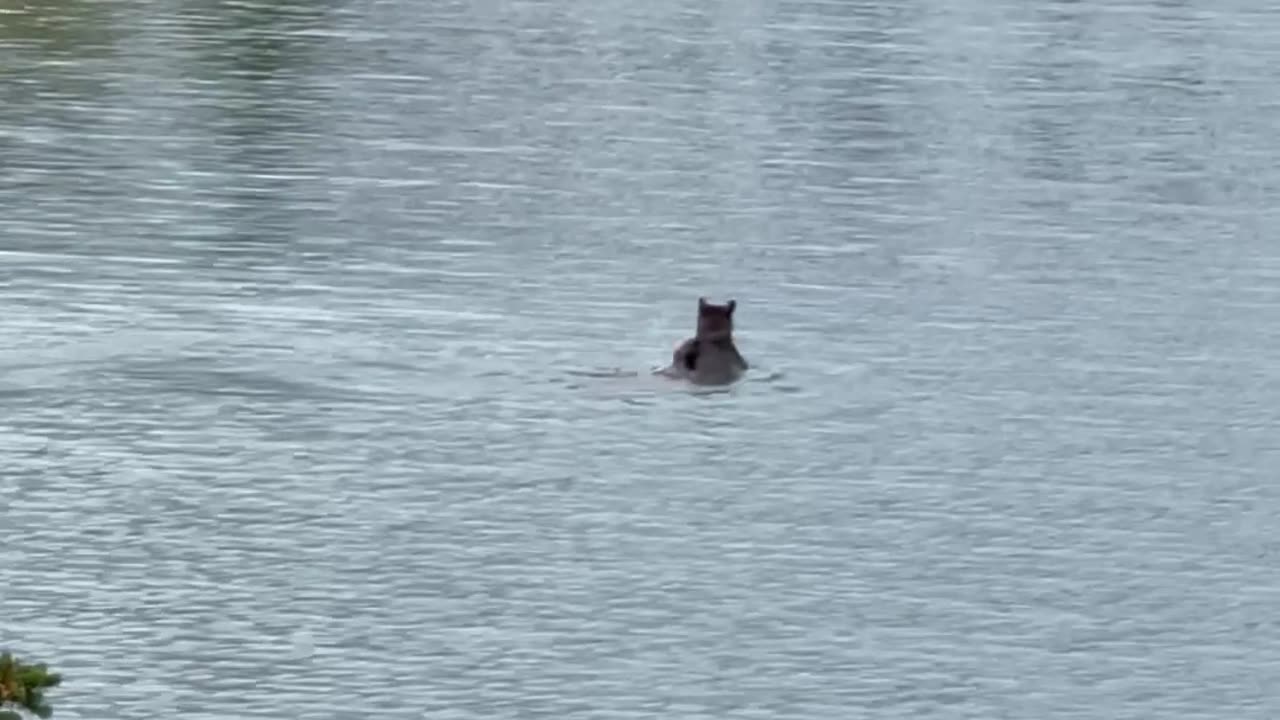 Bear and Cub Swimming in Glacier National Park