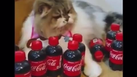 Animal food funny