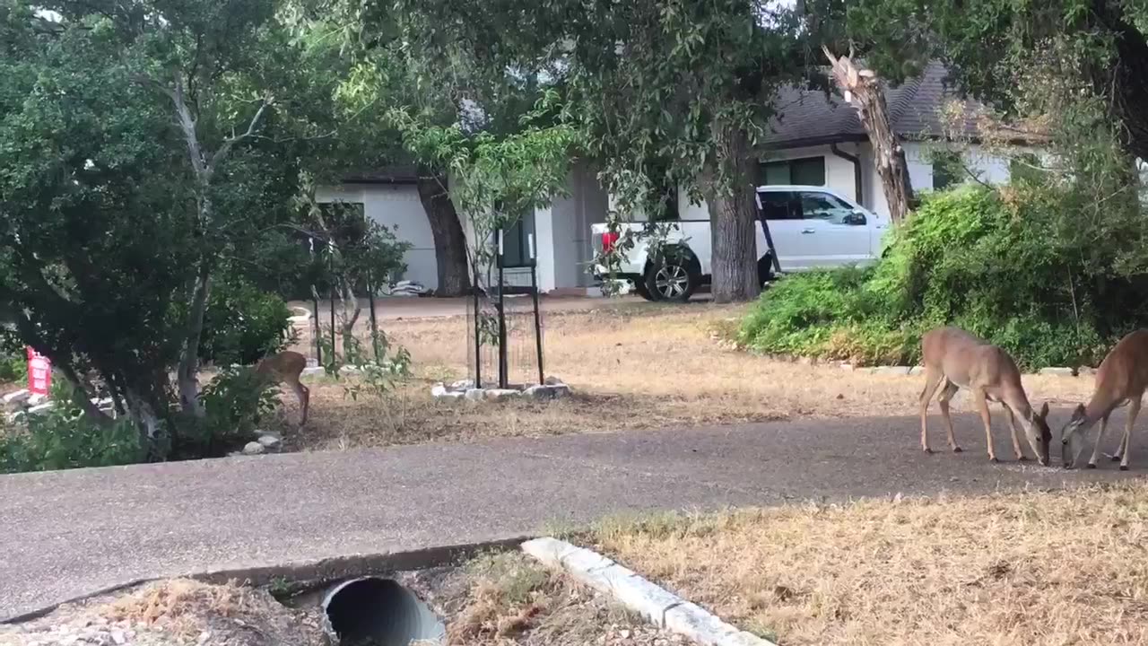 Birds Chirping, deer walk in freedom in the community.