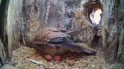 The eagle struggles to keep its eggs safe.