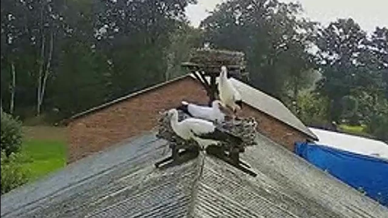 Breakfast. Dionizy is going out for you, he almost flew off the roof