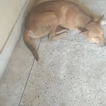 A dog is sleeping royally.