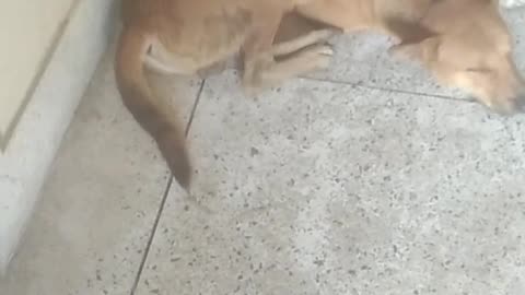 A dog is sleeping royally.
