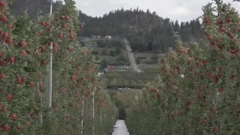Bite into Fall: Apple Orchard Adventures