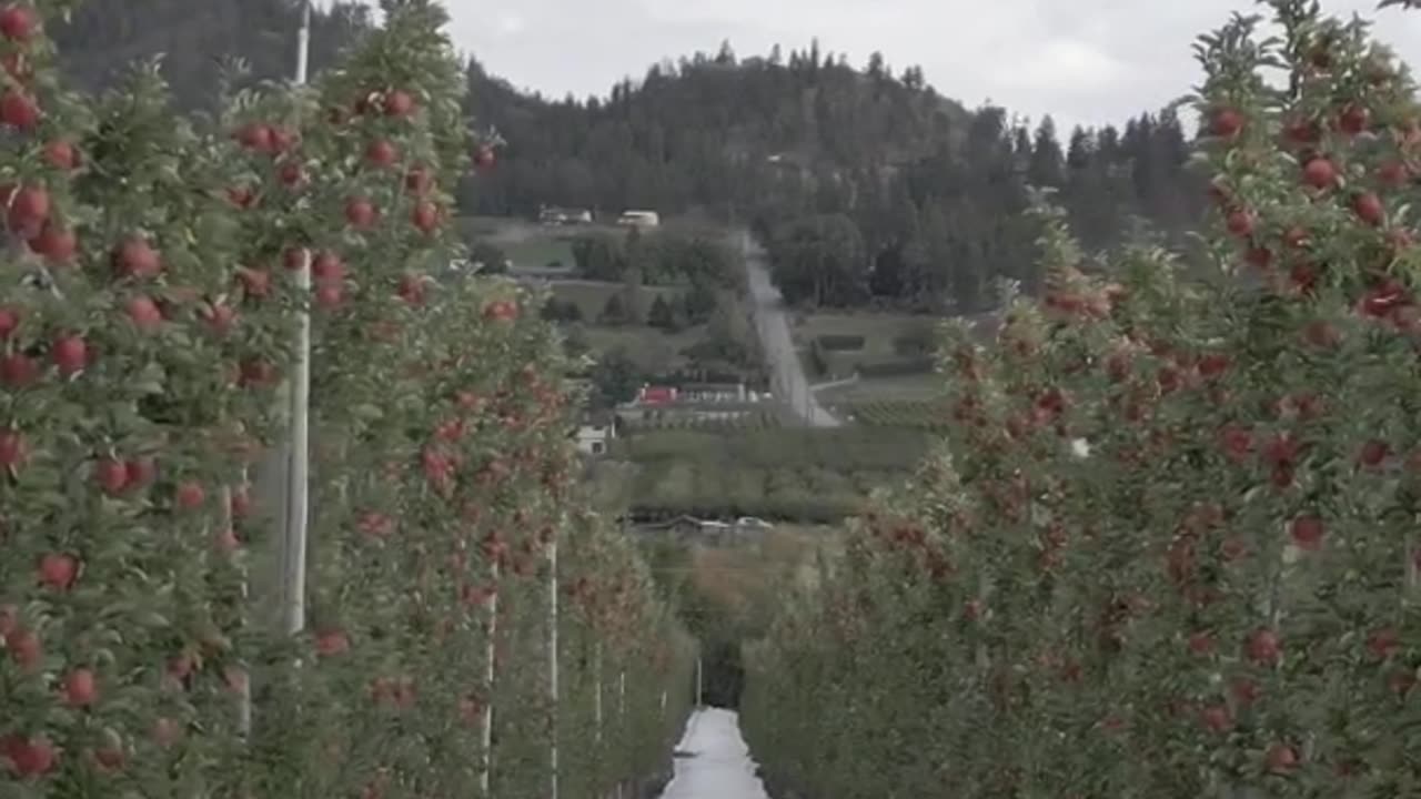 Bite into Fall: Apple Orchard Adventures
