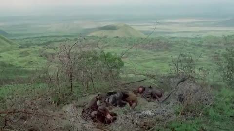 Quest for Fire 1981 Full Movie