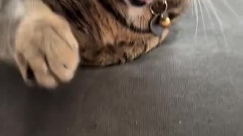 Greedy Cat Compilation