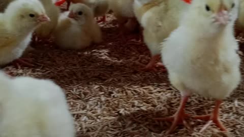 Hatch to Harvest: Your Beginner's Guide to Poultry Farming