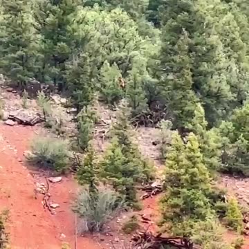 🚨 A supposed Bigfoot was spotted in the upper Colorado River, USA.