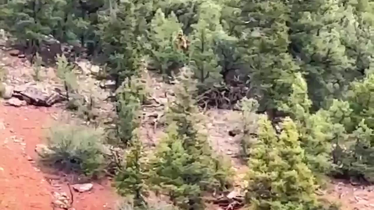 🚨 A supposed Bigfoot was spotted in the upper Colorado River, USA.