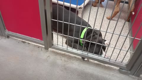 Bronx 7y A870109 Sadie 1y A864381 kennel DogIso 21 PACC shelter 20250625_885