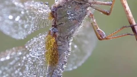 Dew-Kissed Dragonfly ✨🪰 | Nature’s Tiny Masterpiece in Morning Light