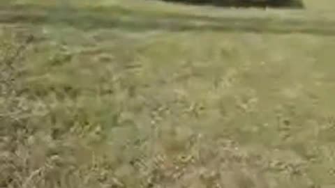 Basildon balloons and tunes festival walkabout