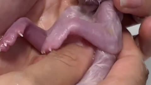 Even premature… he fought for life! 🐾💔 He just needed a chance. And received.