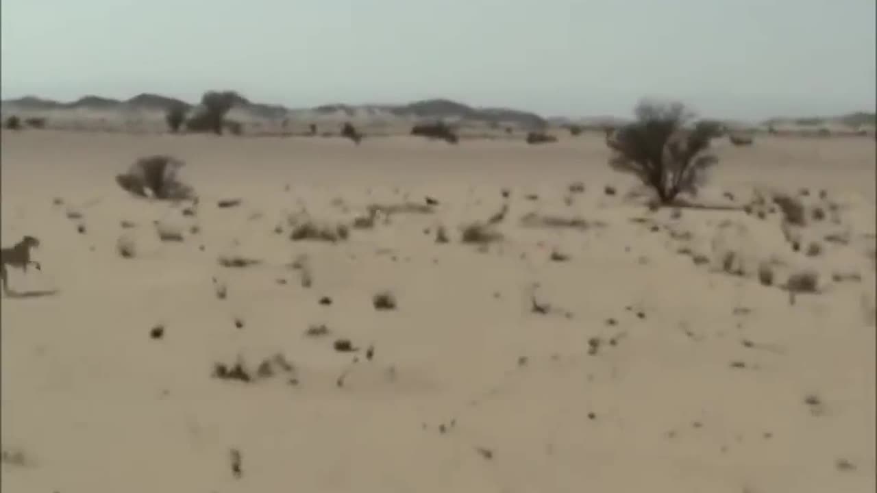 Salukis chasing young gazelle