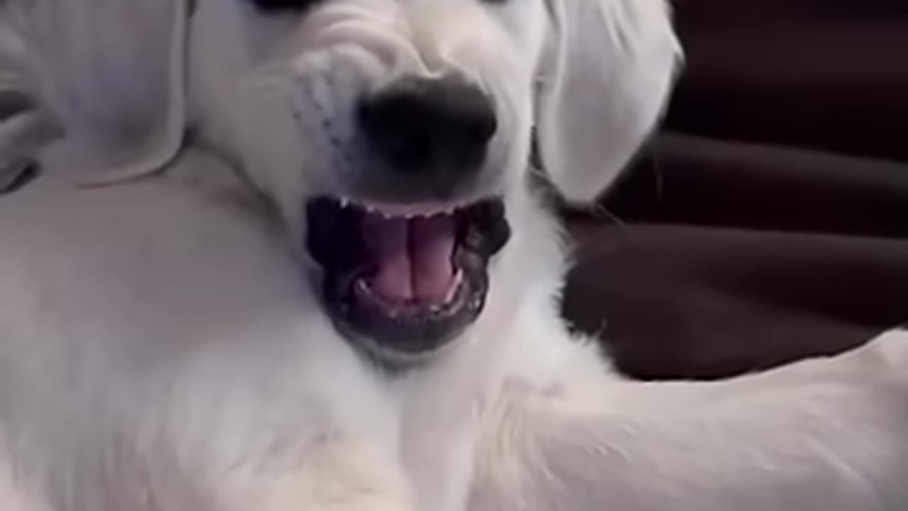 Being happy with animals