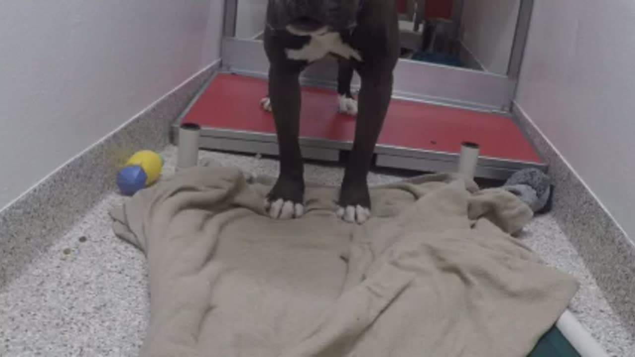 King Cupa 6 YrOld A761468 kennel 177 PACC shelter comes my way if i back up; sniffing