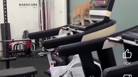 this kitty’s got more focus than anyone i know