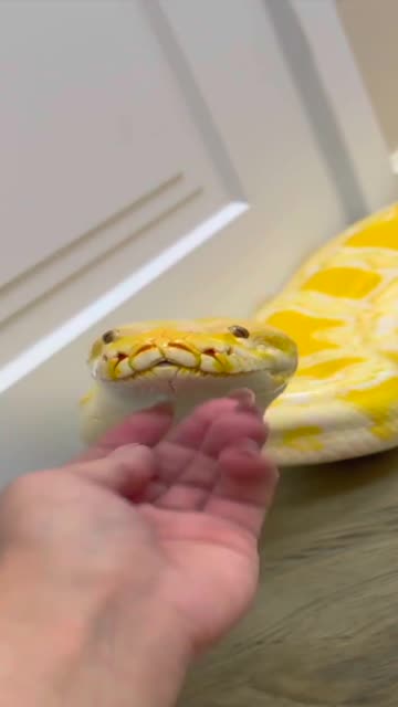 Little Girl and a Big Snake