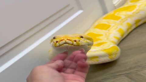 Little Girl and a Big Snake