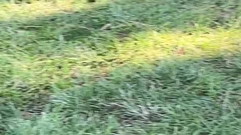 Mallard Ducks 🦆 #mallardducks #followme #shorts #viral #trending #ducks #duck