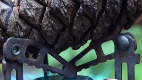 ✨🔥 Nature's Fire-Triggered Seed Release! Amazing Pinecone Adaptation | FeedMyCuriosity