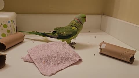 Is This Bird a Genius… or Just Doomed?