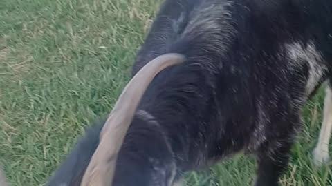 Playing with my goats part 2