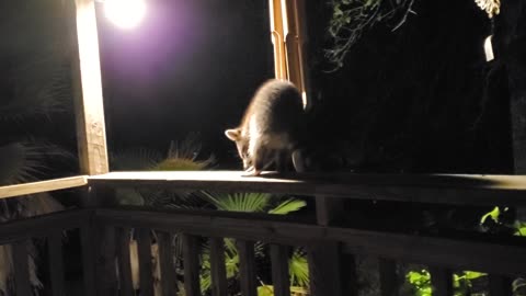 Chime Playing Trash Panda (Raccoon) Walking the Rail