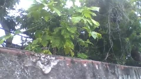 Papaya tree is filmed in a vacant lot during the rain, the fruits are green [Nature & Animals]