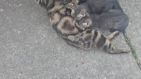 Young Mama Has Kittens