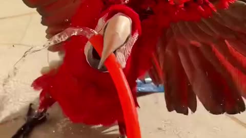 Parrot showers with the hose! 💦😂