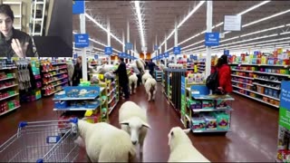 Outtake #1,011 Of The Over 20 Fictitious Sheep Roam Around A Walmart Supercenter Fake Strange Video