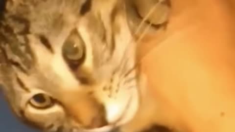 #angry cat🥰😺