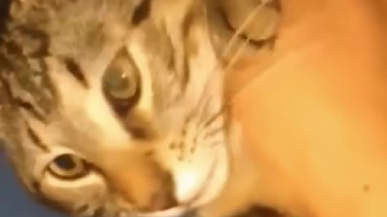#angry cat🥰😺